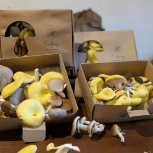 Suscripción de setas frescas ecológicas de ostra, amarilla y chopo - EcoFungi