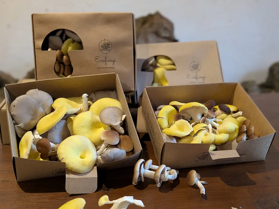 Suscripción de setas frescas ecológicas de ostra, amarilla y chopo - EcoFungi